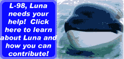 Help Luna Go Home!