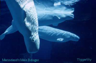 mlbelugas