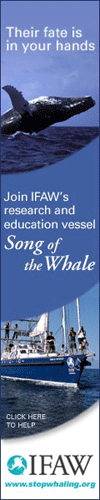 Stop Whaling Now!