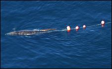 Gray Whale Slaughter