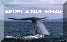 bluewhale